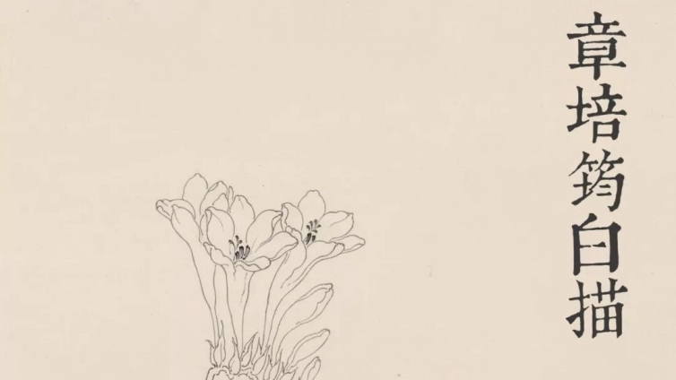 展览｜章培筠白描花鸟作品展（恒庐美术馆 6.18～6.27） 
